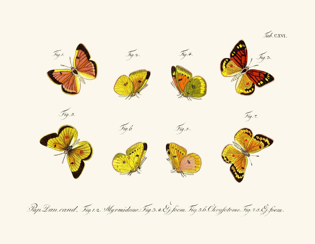 Schmetterlinge von German School