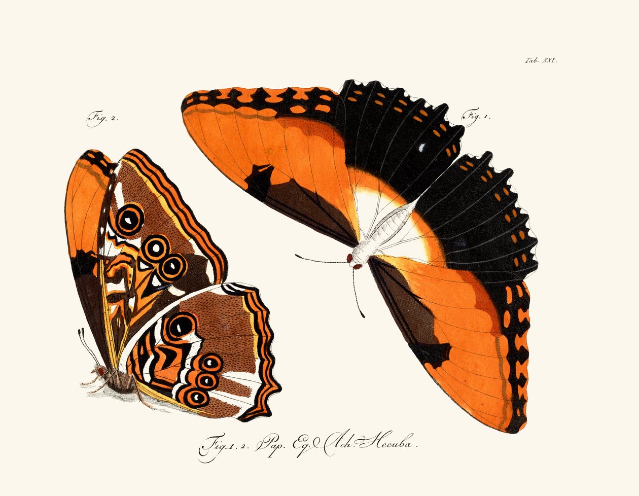 Schmetterlinge von German School