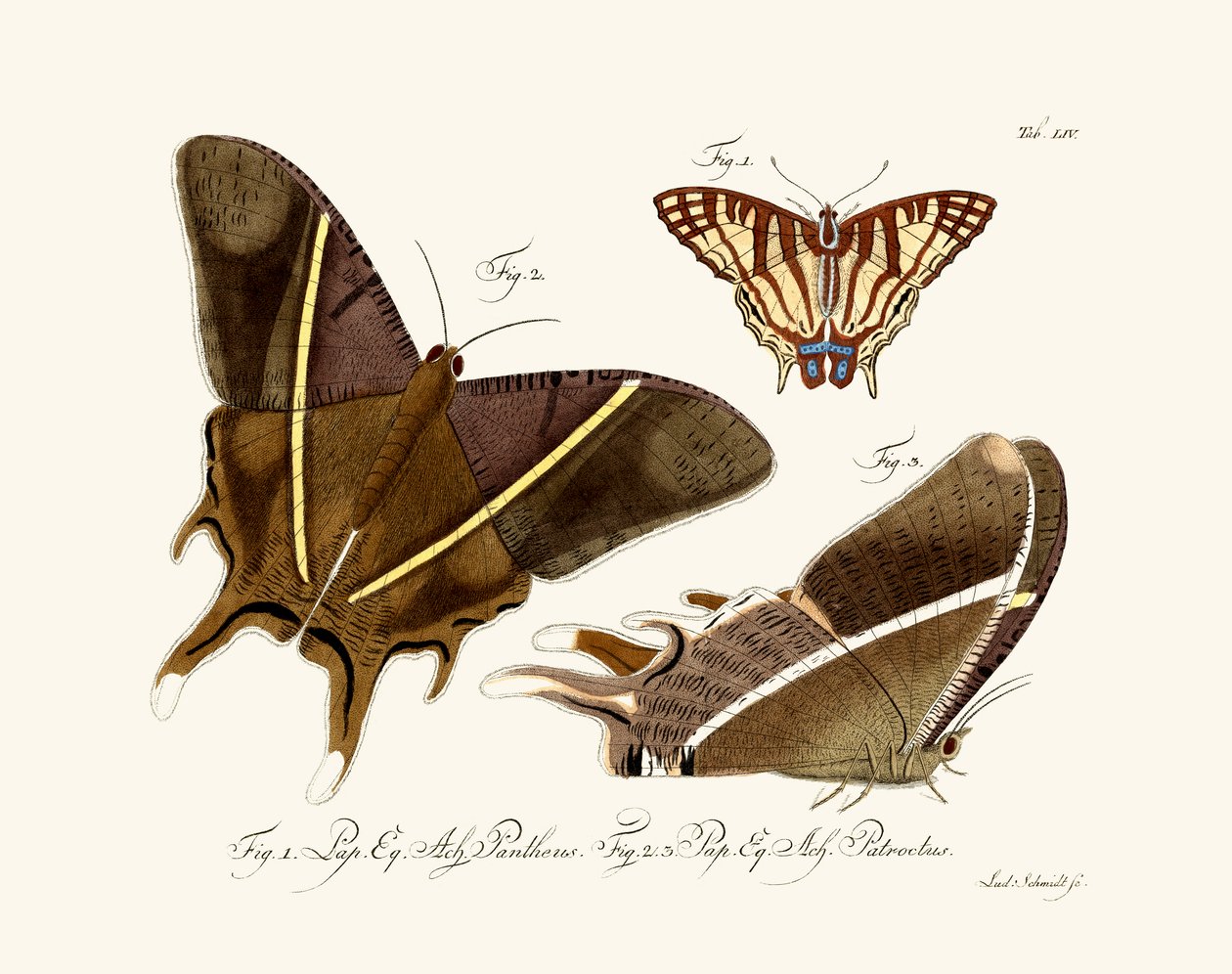 Schmetterlinge von German School
