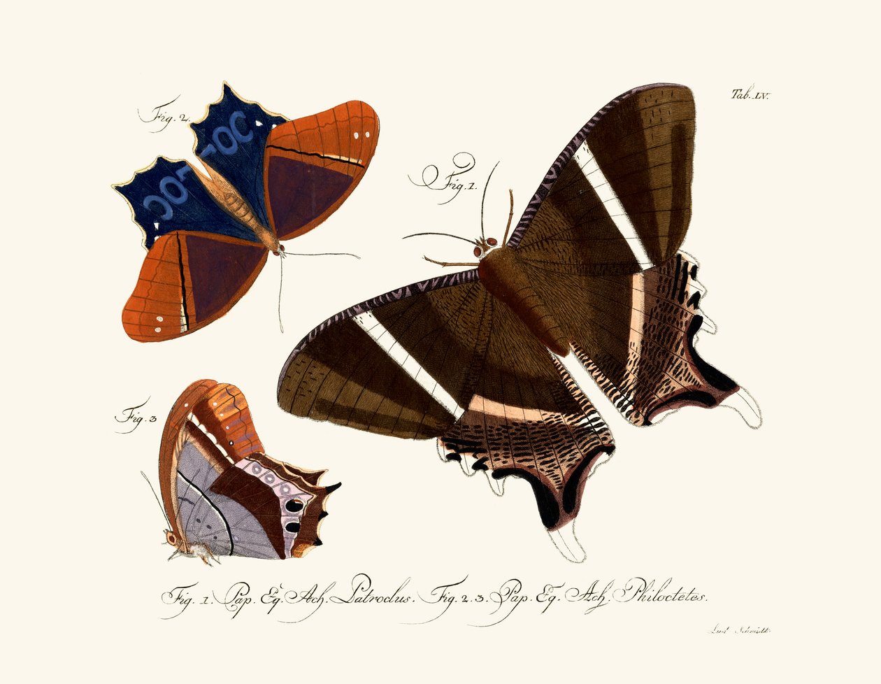 Schmetterlinge von German School