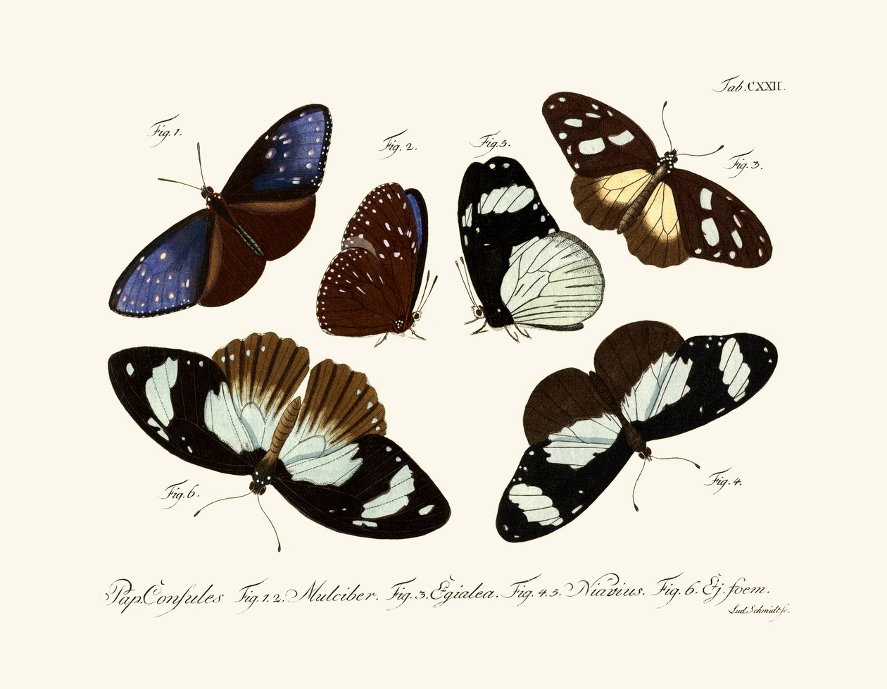 Schmetterlinge von German School