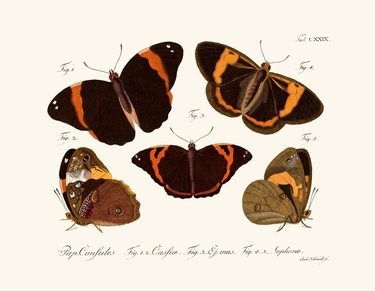 Schmetterlinge von German School