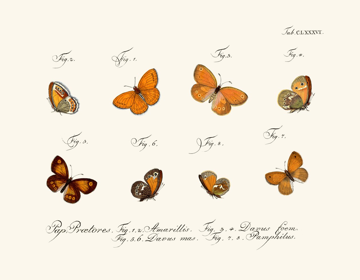 Schmetterlinge von German School