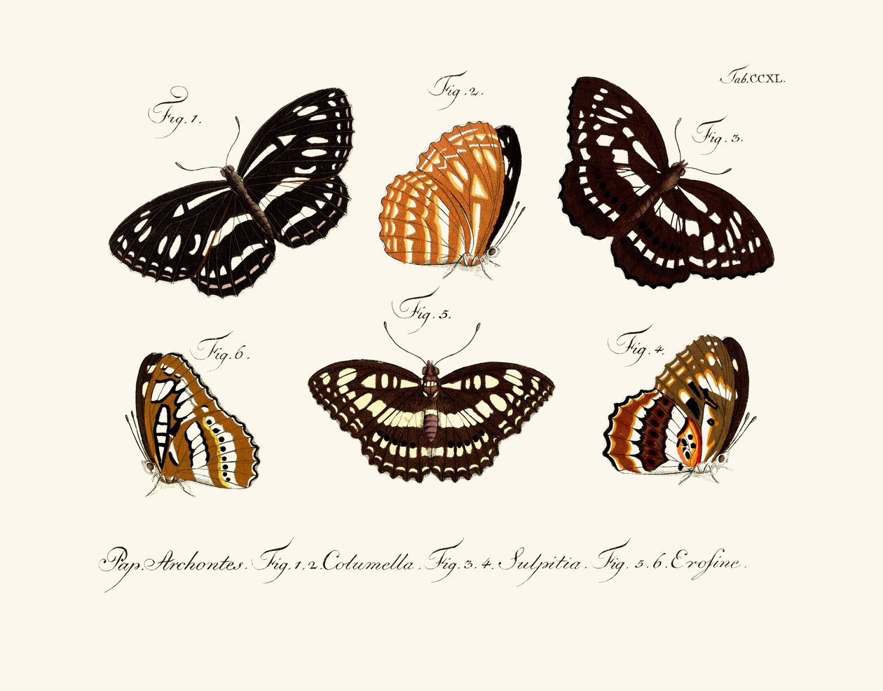 Schmetterlinge von German School