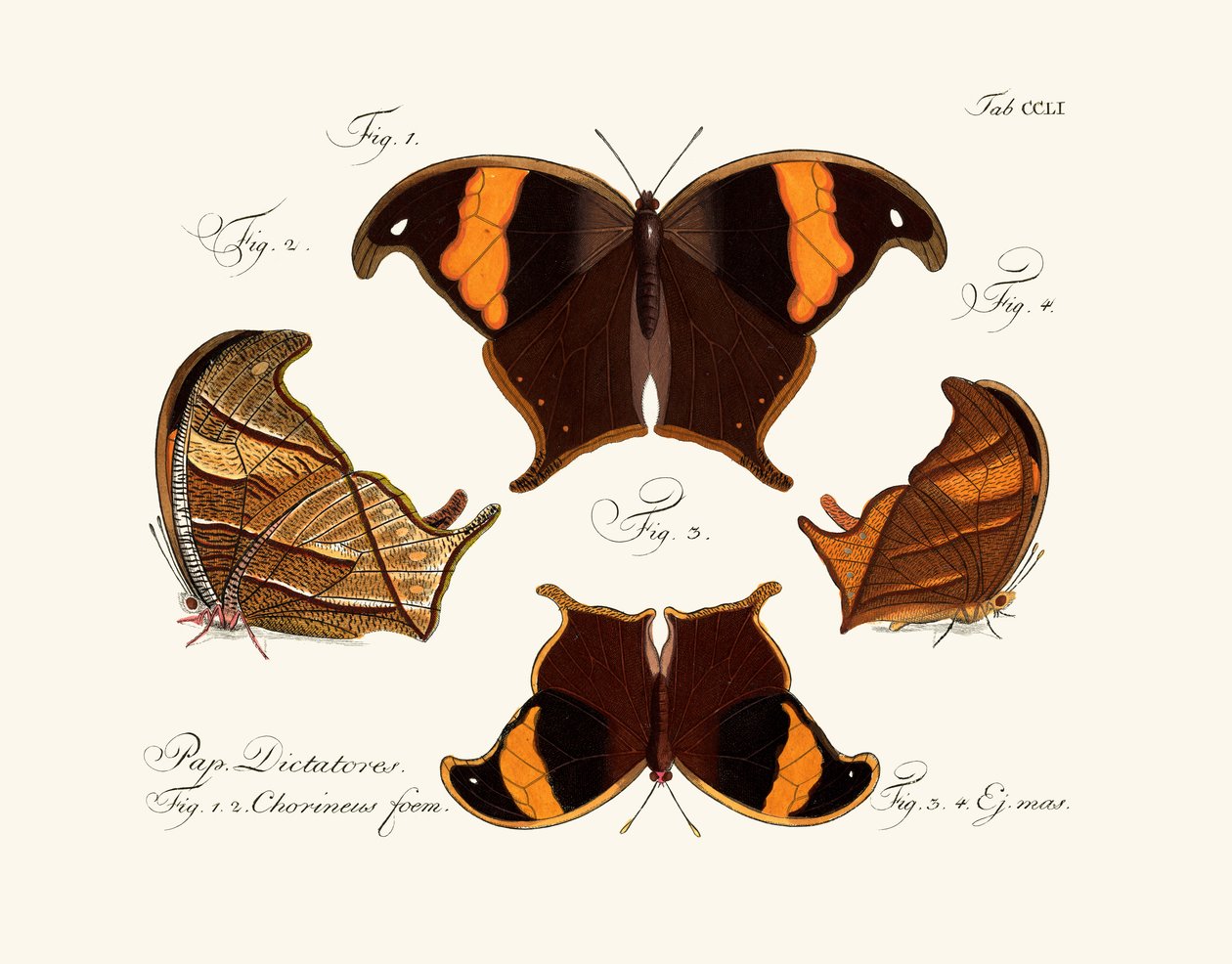 Schmetterlinge von German School