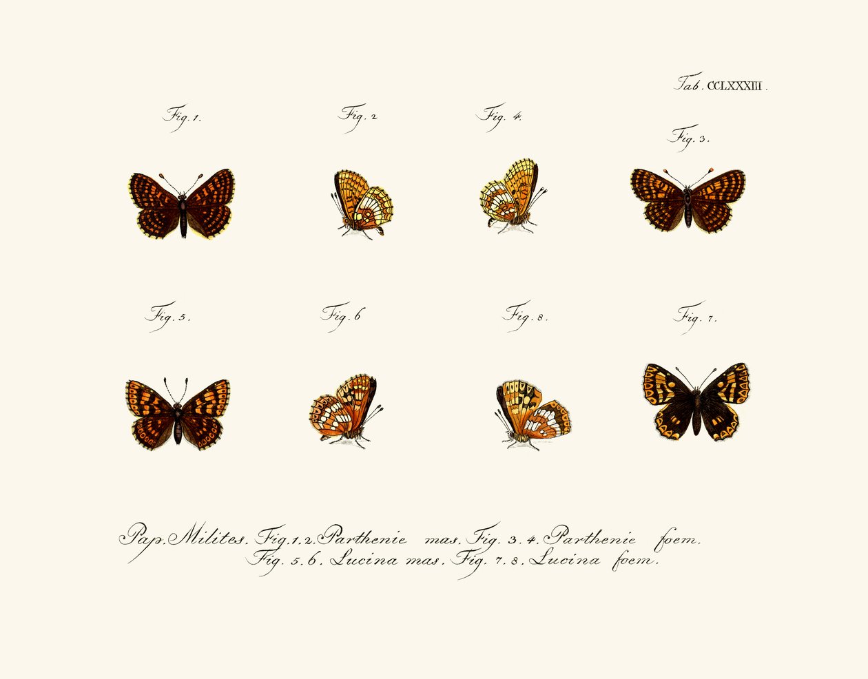 Schmetterlinge von German School