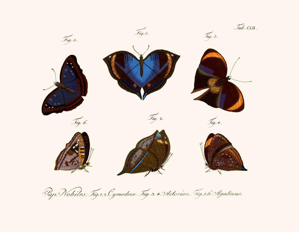 Schmetterlinge von German School