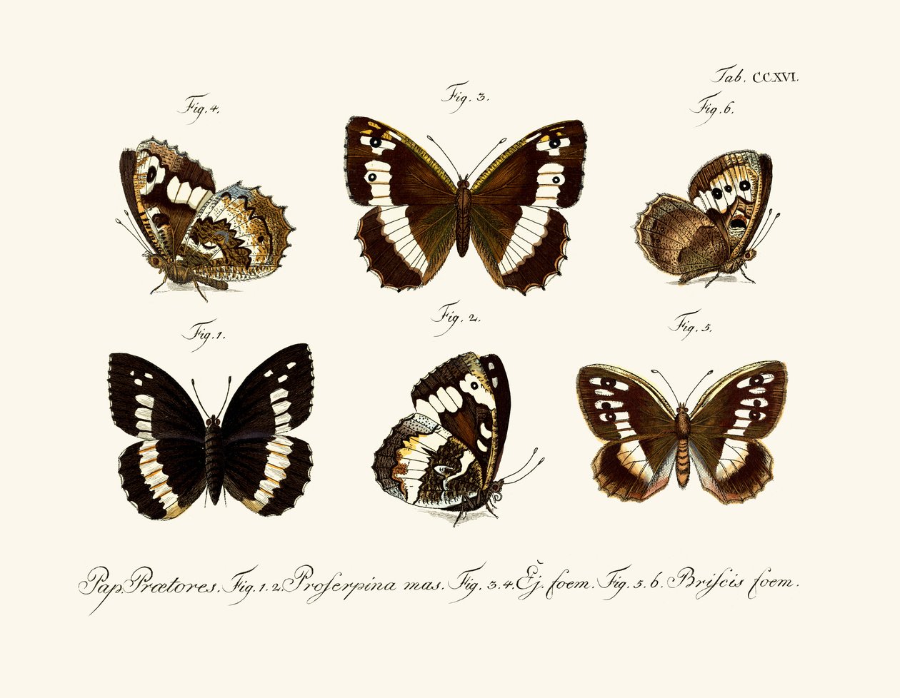 Schmetterlinge von German School