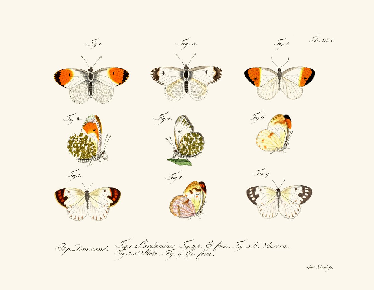 Schmetterlinge von German School