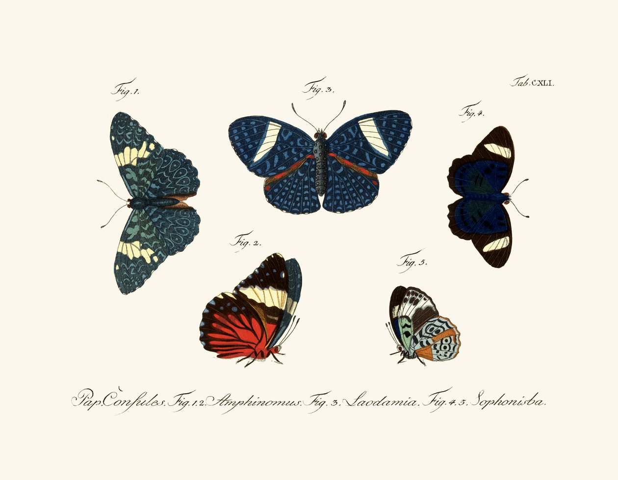 Schmetterlinge von German School