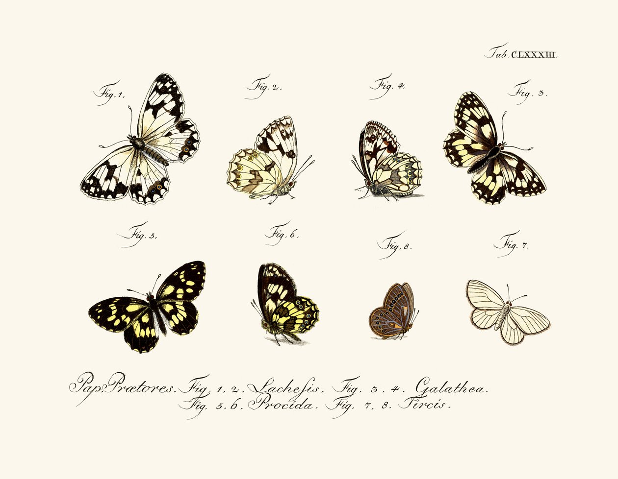 Schmetterlinge von German School