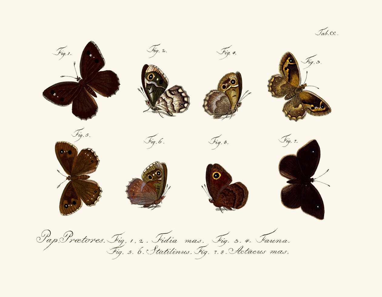 Schmetterlinge von German School