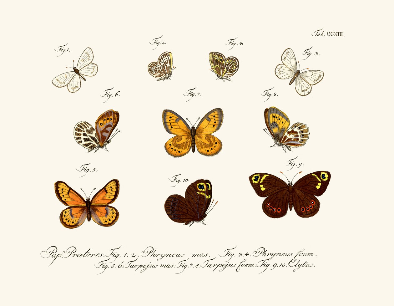 Schmetterlinge von German School