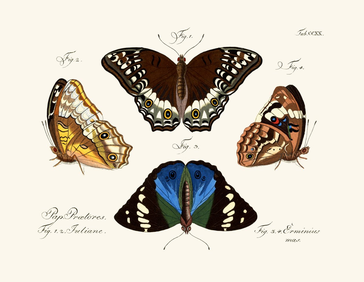 Schmetterlinge von German School