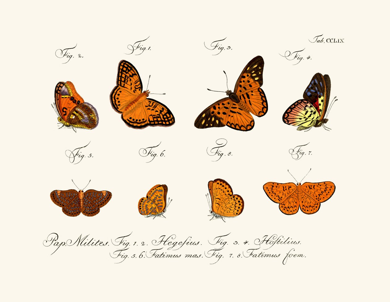 Schmetterlinge von German School