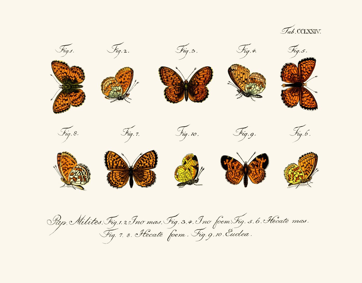 Schmetterlinge von German School