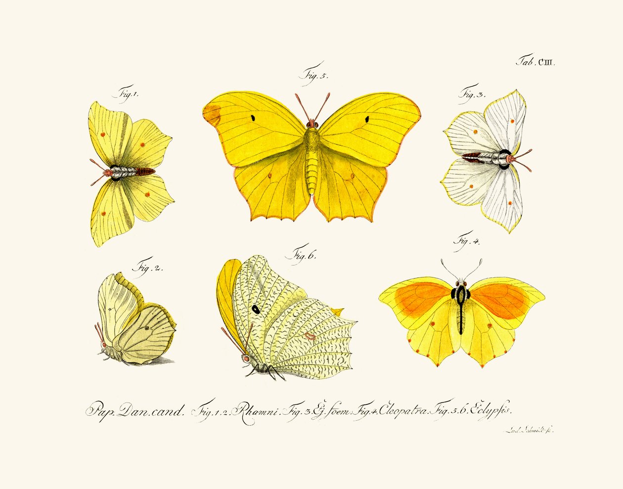 Schmetterlinge, 1783-1806 von German School