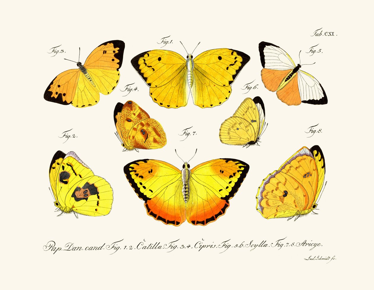 Schmetterlinge, 1783-1806 von German School