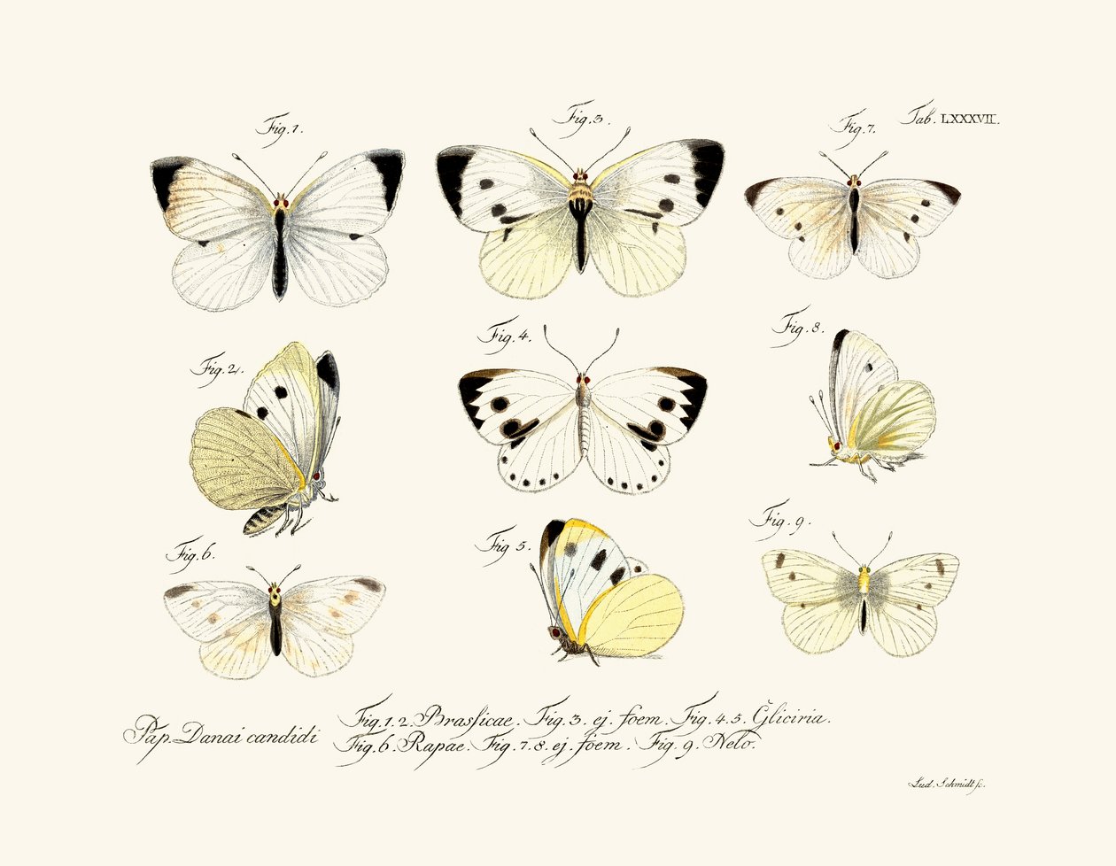 Schmetterlinge, 1783-1806 von German School