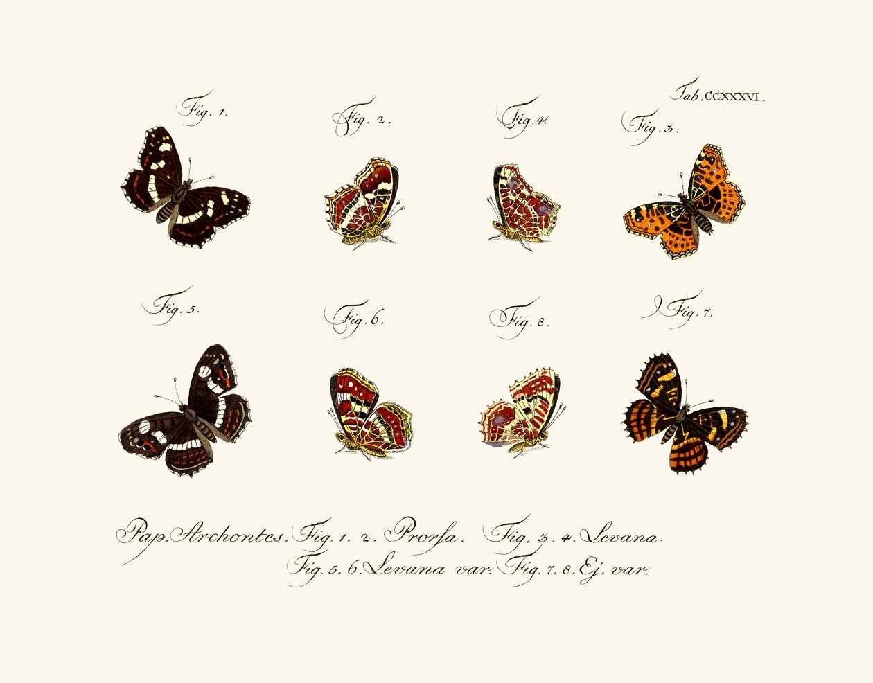 Schmetterlinge, 1783-1806 von German School
