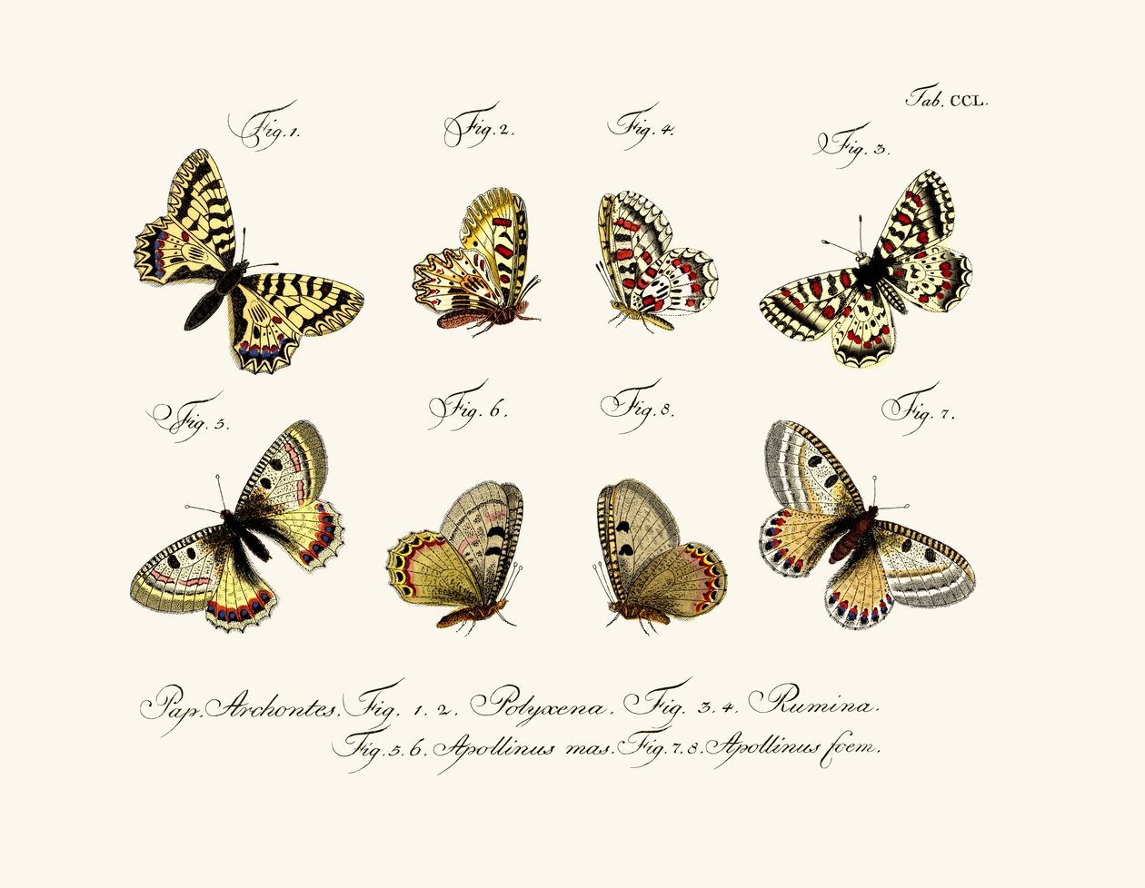 Schmetterlinge, 1783-1806 von German School