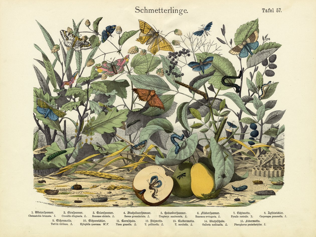 Schmetterlinge, um 1860 von German School