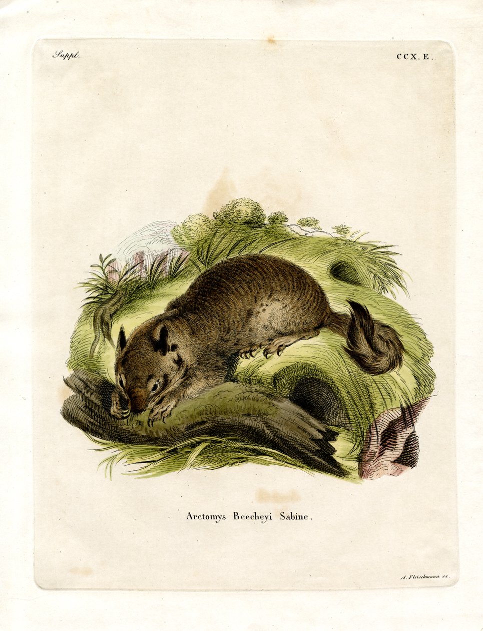 Kalifornisches Erdhörnchen von German School