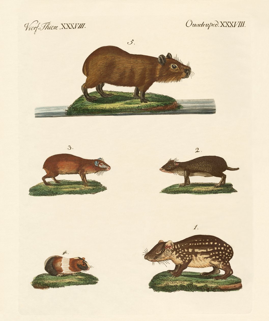 Meerschweinchen von German School