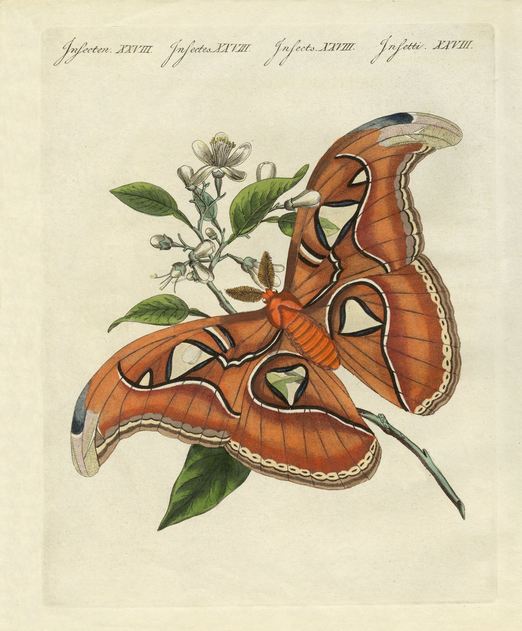 Chinesische Schmetterlinge von German School