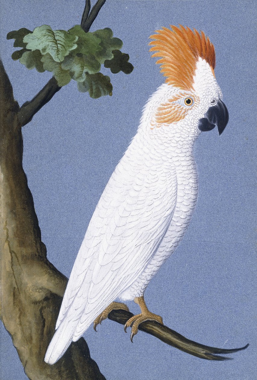 Kakadu, 1750-1800 von German School