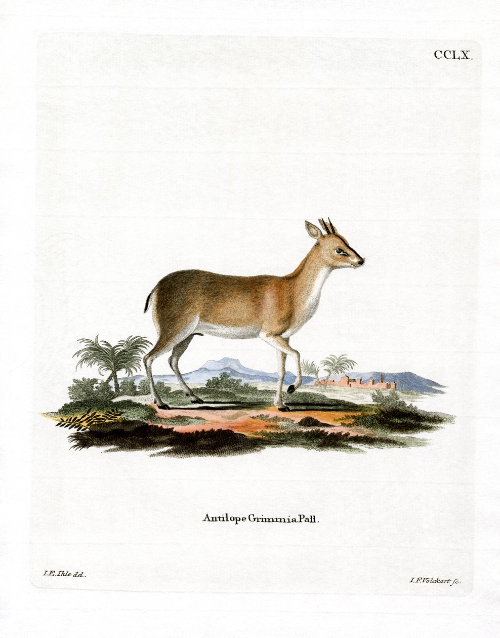 Gewöhnlicher Duiker von German School