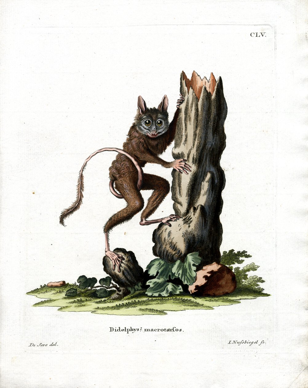 Gemeine Mausbeutelratte von German School