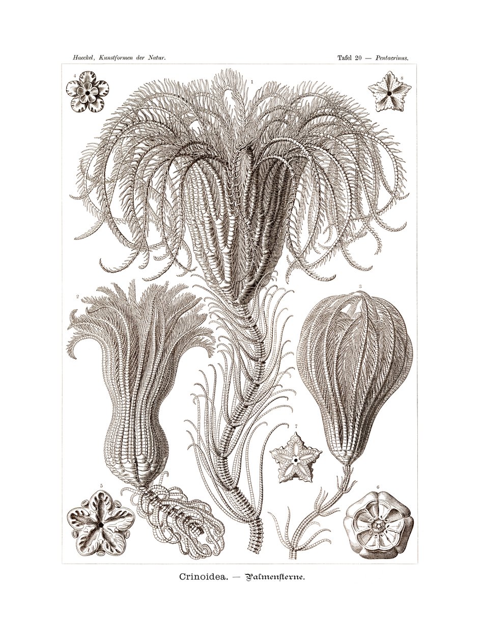 Crinoidea von German School