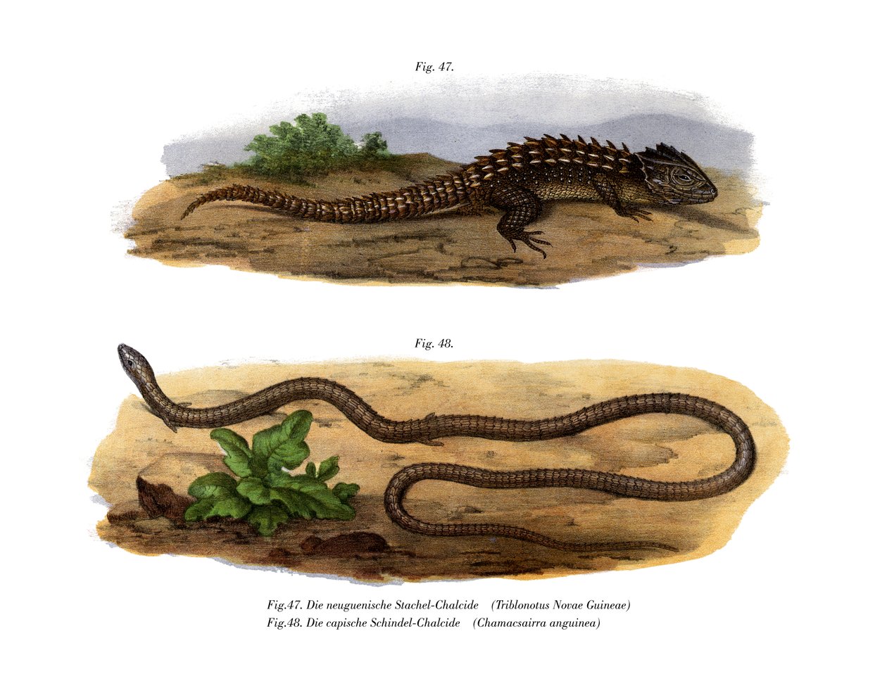 Krokodil-Skink von German School