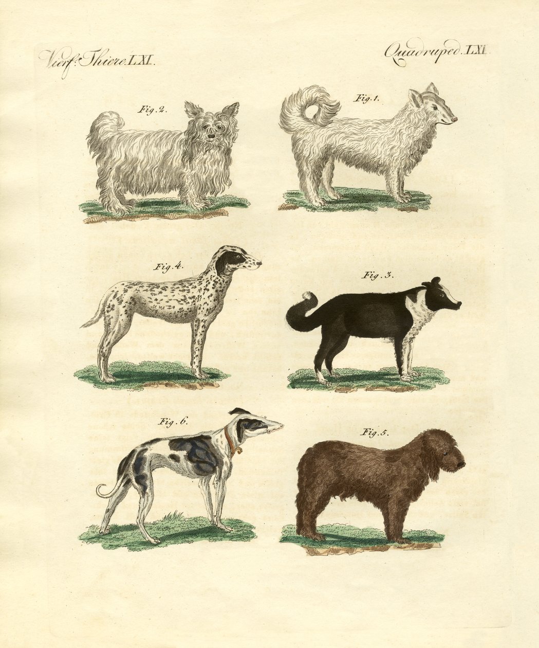 Verschiedene Arten von Hunden von German School