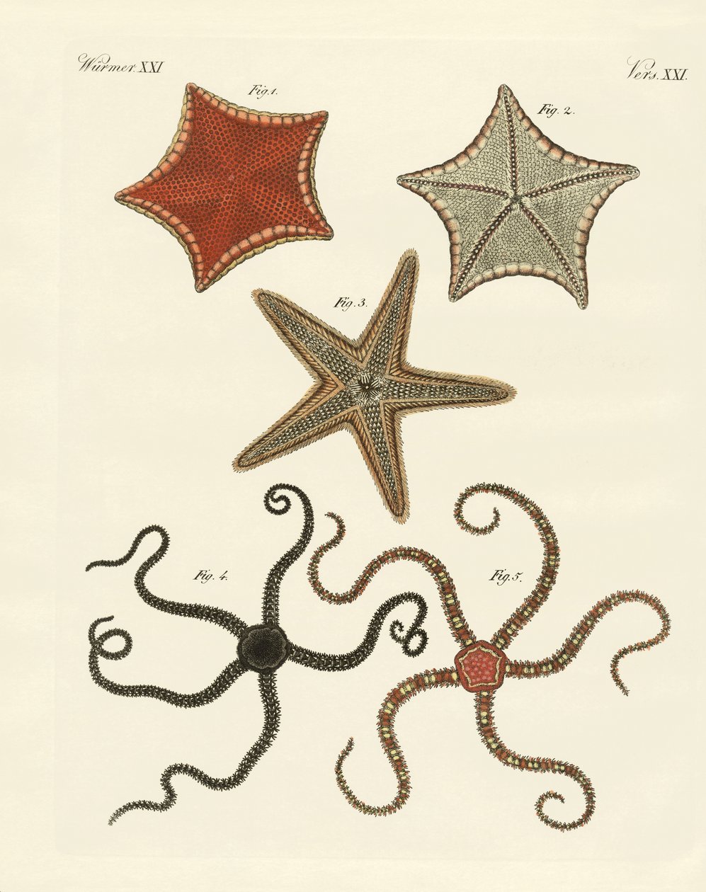 Verschiedene Arten von Seesternen von German School