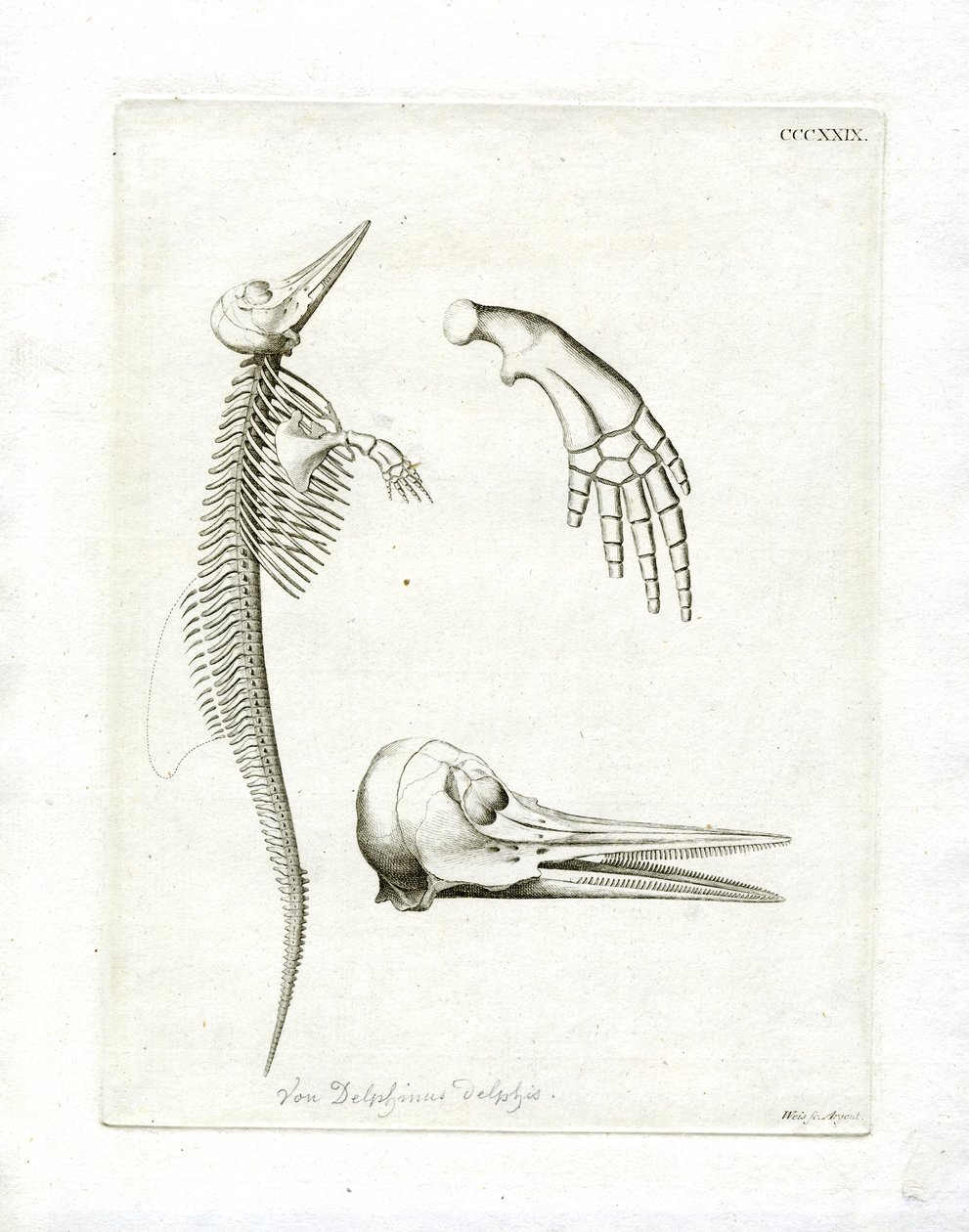 Delfinskelett von German School