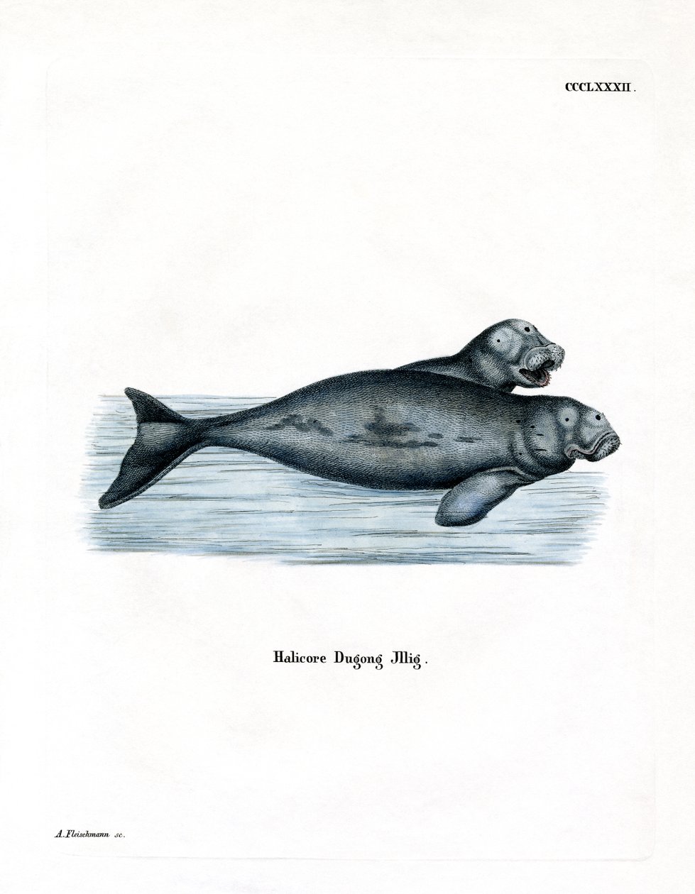 Dugong von German School