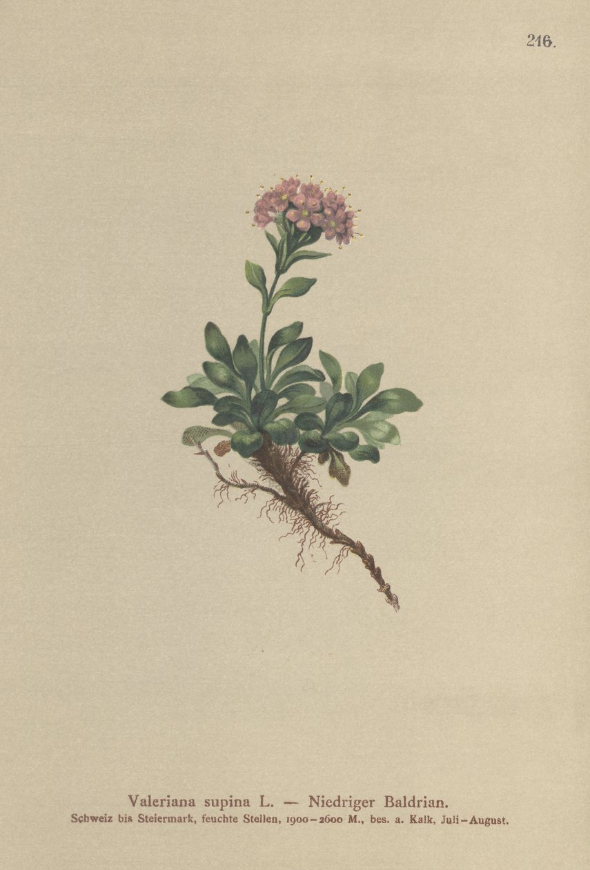Zwerg-Baldrian (Valeriana supina) von German School