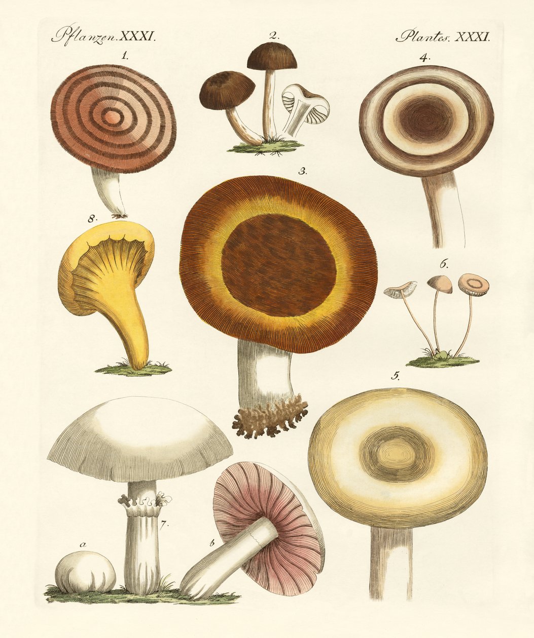 Essbare Pilze von German School