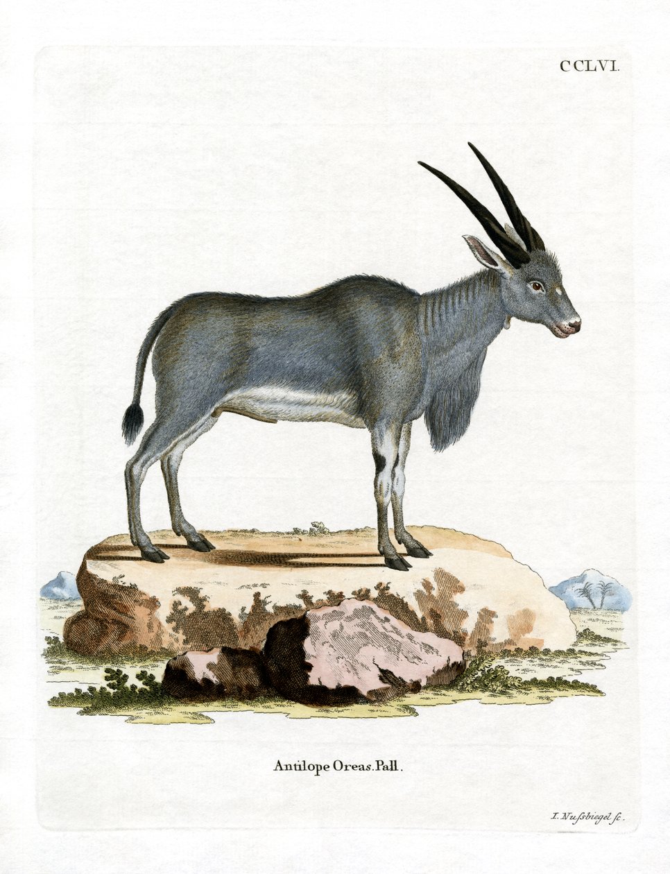 Eland-Antilope von German School