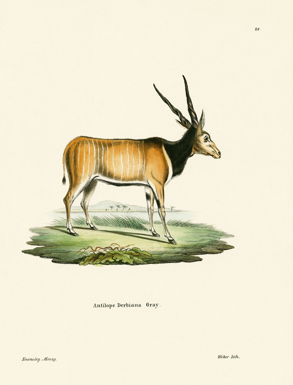 Elenantilope von German School