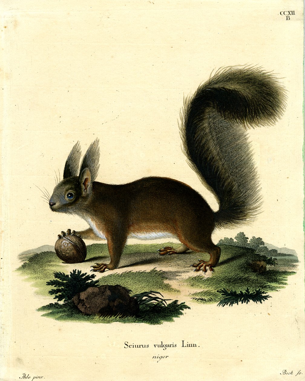 Eurasisches Eichhörnchen von German School