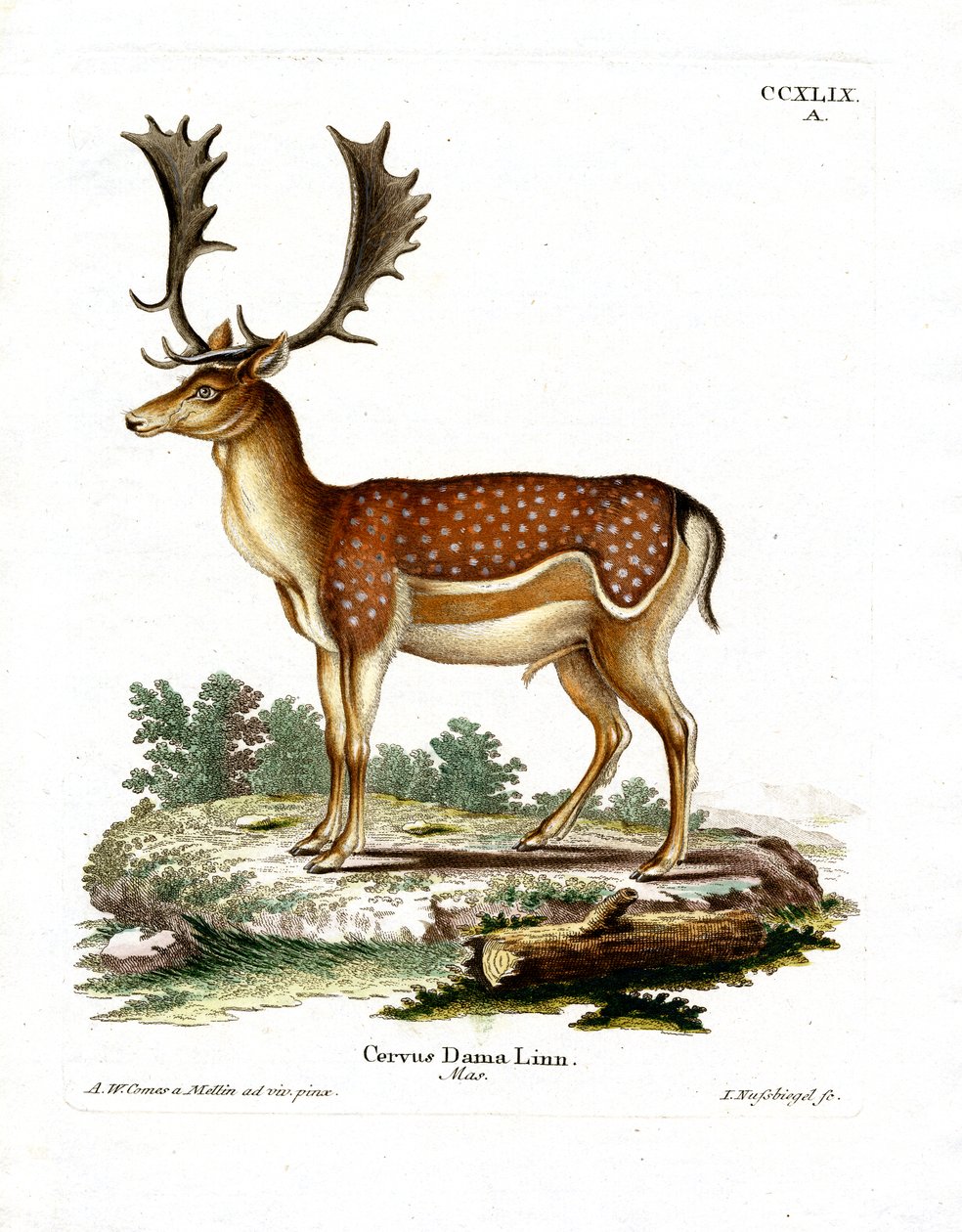 Damwild von German School