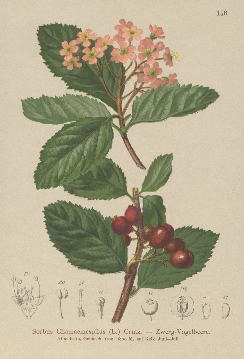 Zwerg-Mehlbeere von German School