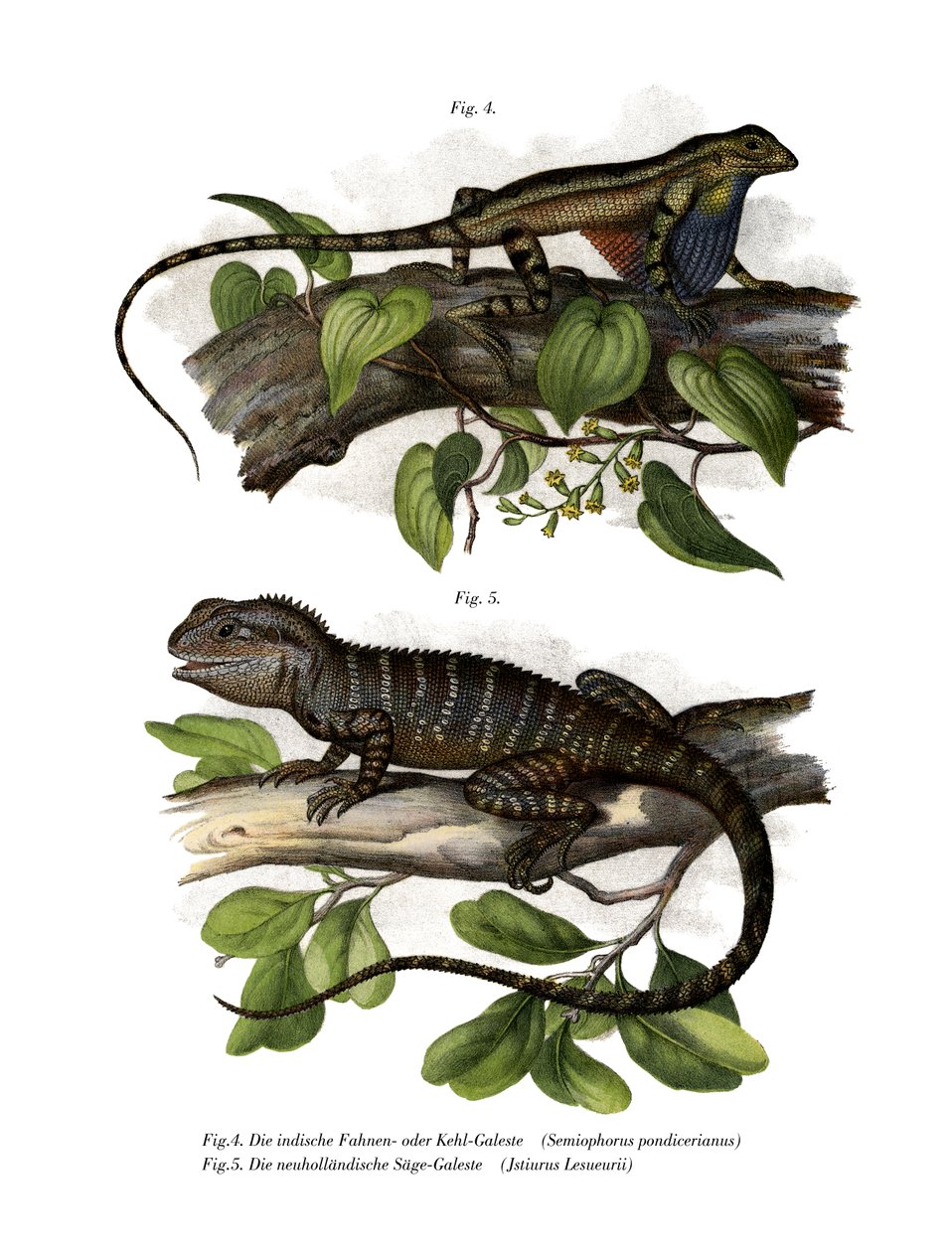 Fächerkehl-Leguan von German School