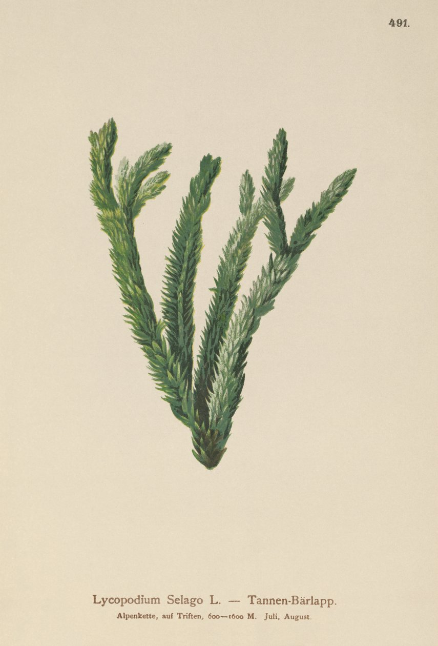 Firn-Bärlapp (Lycopodium Selago) von German School