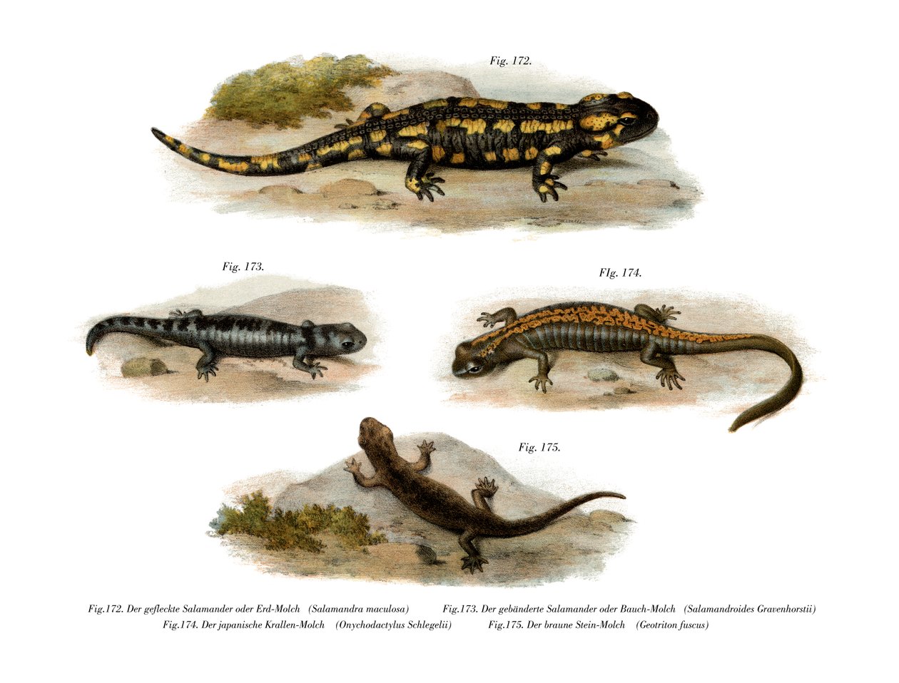 Feuersalamander von German School