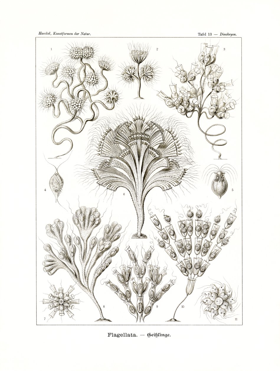 Flagellata von German School