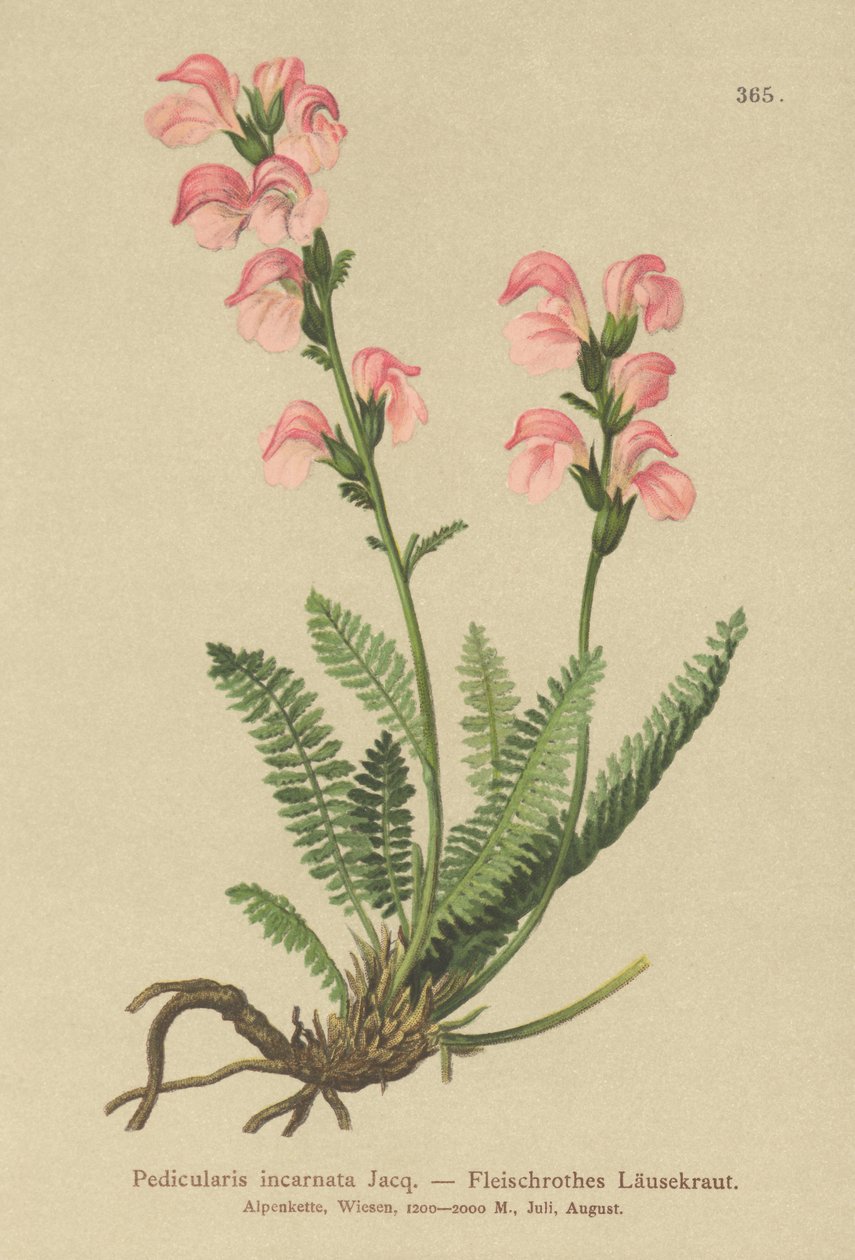 Fleischrosa Läusekraut (Pedicularis incarnata) von German School